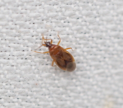 Amphiareus obscuriceps