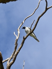 Coracina novaehollandiae