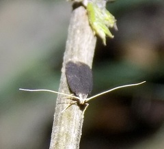 Lecithocera terrigena