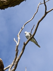 Coracina novaehollandiae