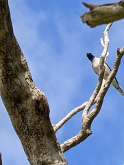 Coracina novaehollandiae