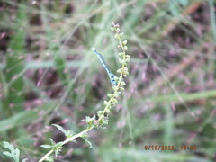 Enallagma doubledayi