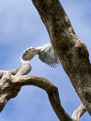 Coracina novaehollandiae