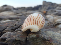 Amoria zebra