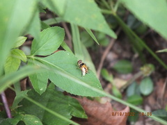 Palpada pusilla