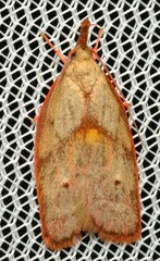 Enchocrates glaucopis