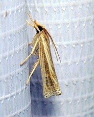 Ancylolomia