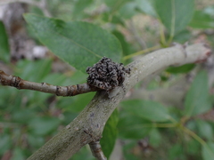 Aceria parapopuli