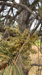 Arceuthobium campylopodum