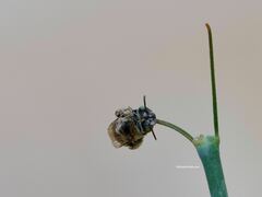 Anthophora californica