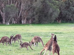 Macropus fuliginosus