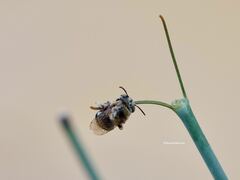 Anthophora californica