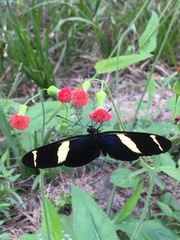 Heliconius sara