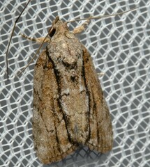 Etanna clopaea