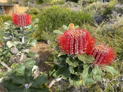 Banksia coccinea