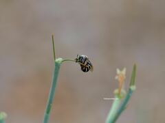 Anthophora californica