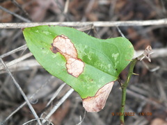 Smilax bona-nox