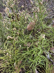 Lycopodium deuterodensum