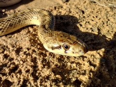 Arizona elegans
