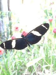 Heliconius sara
