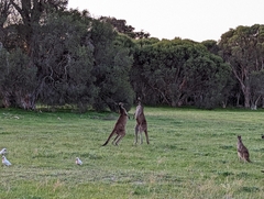 Macropus fuliginosus