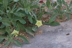 Chamaesaracha sordida