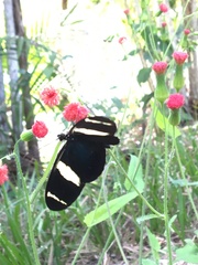 Heliconius sara