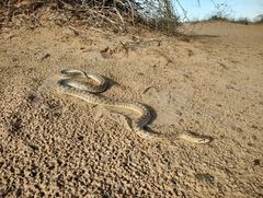 Arizona elegans