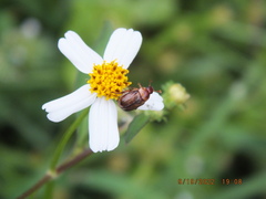 Callistethus marginatus