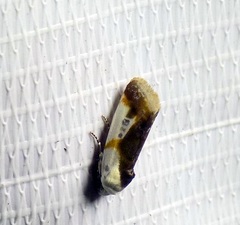 Acontia