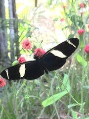 Heliconius sara