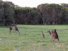 Macropus fuliginosus