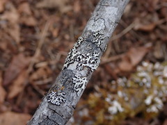 Lecanoromycetidae