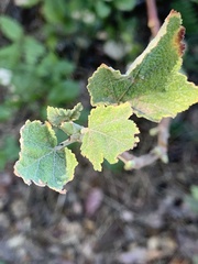 Ribes malvaceum malvaceum