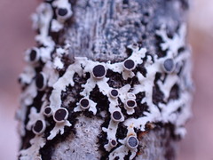 Lecanoromycetidae