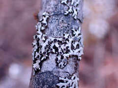 Lecanoromycetidae