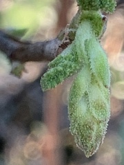 Ribes malvaceum malvaceum