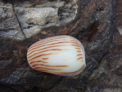 Amoria zebra
