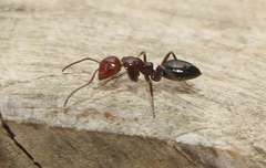 Camponotus lateralis