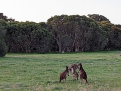 Macropus fuliginosus