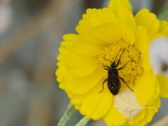 Melacoryphus lateralis