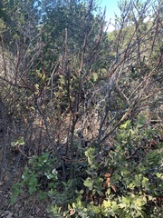 Ribes malvaceum malvaceum