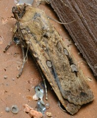 Agrotis infusa