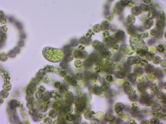 Dolichospermum