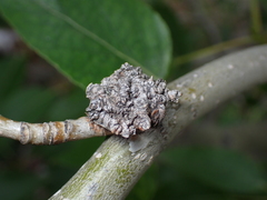 Aceria parapopuli