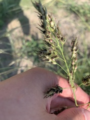 Sorghum