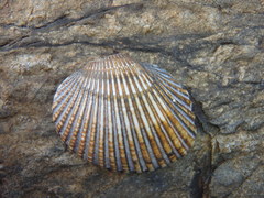 Anadara trapezia