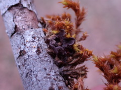 Scytinium polycarpum