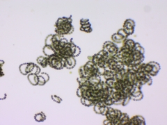 Dolichospermum