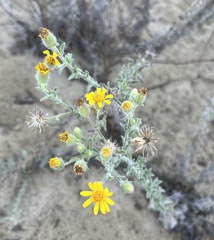 Heterotheca sessiliflora